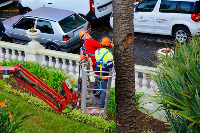 Trabajadores de Interjardín en la Orotava, aplicando la Norma Granada, método de valoración monetaria de árboles, palmeras y arbustos